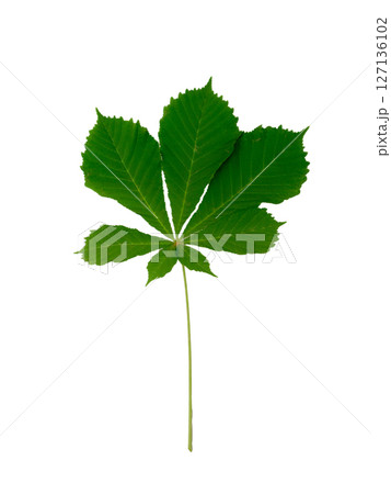 Chestnut Leafs objects and background. 127136102