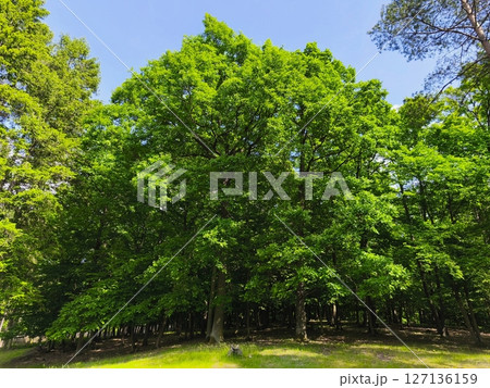 Beautiful green forest in springtime. Nature background with sun. Beautiful green forest in springtime. Nature background with sun. 127136159