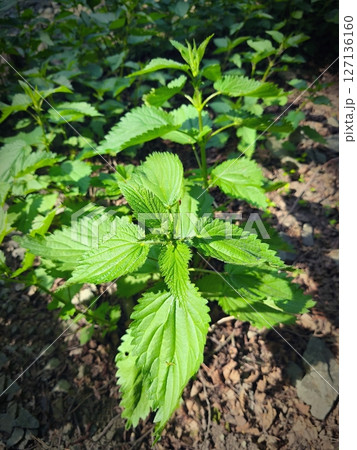 Nettle (Urtica). Beautiful green and healthy herb. Concept for nature, alternative medicine and herbal treatment. 127136160