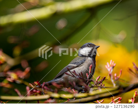 枝にとまるシジュウカラ 127136290