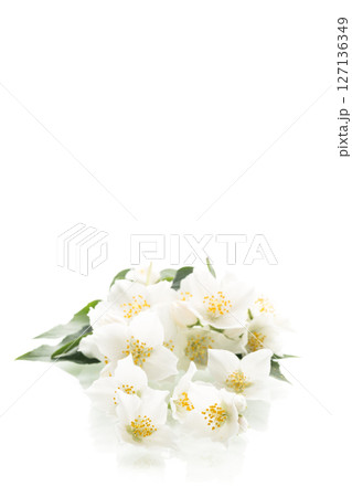 Fragrant jasmine flower isolated on white background Fragrant jasmine flower isolated on white background 127136349