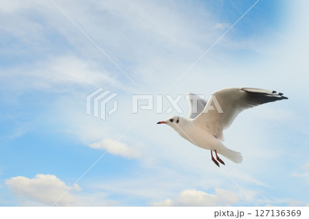 Beautiful seagull against the background of blue sky and clouds. 127136369
