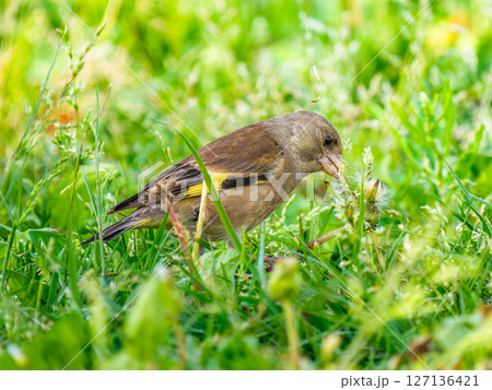 草むらのカワラヒワ 草むらのカワラヒワ 127136421