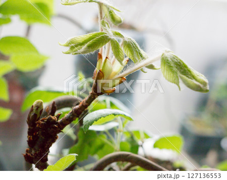 Chestnut Leafs objects and background. Chestnut Leafs objects and background. 127136553