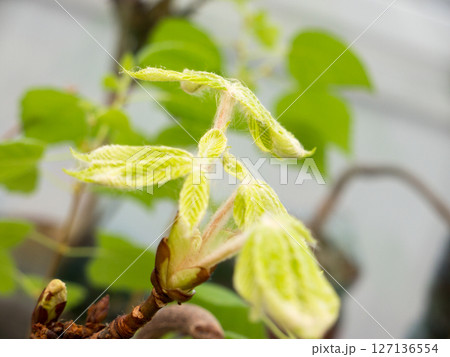 Chestnut Leafs objects and background. Chestnut Leafs objects and background. 127136554
