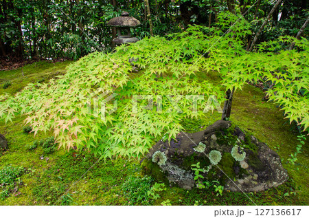 苔の生えた庭 127136617