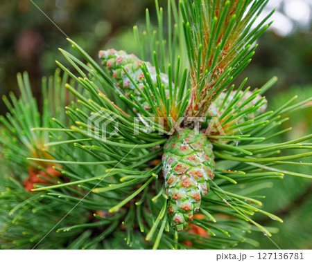 Pine tree cone 127136781