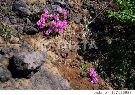 ミヤマキリシマの花 127136988