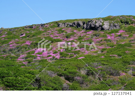 ミヤマキリシマの花 127137041