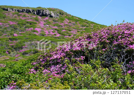 ミヤマキリシマの花 ミヤマキリシマの花 127137051