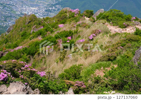 ミヤマキリシマの花 ミヤマキリシマの花 127137060