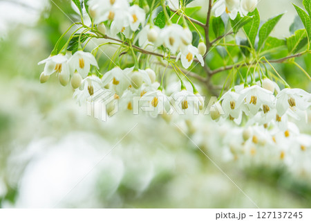 群馬県みどり市の新緑とエゴノキの白い花の風景 群馬県みどり市の新緑とエゴノキの白い花の風景 127137245