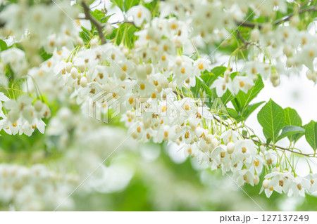 群馬県みどり市の新緑とエゴノキの白い花の風景 127137249