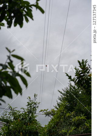 Power lines against the background of trees and cloudy sky 127137345