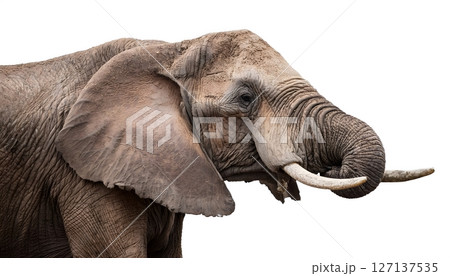 A large elephant with a trunk 127137535