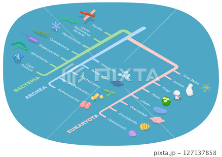 3D Isometric Flat  Illustration of Phylogenetic Tree, Educational Diagram 127137858