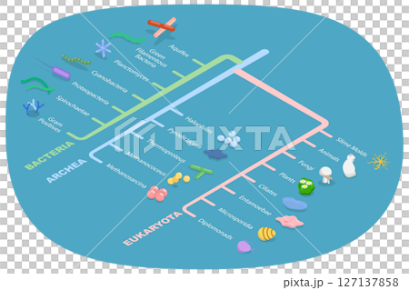 3D Isometric Flat  Illustration of Phylogenetic Tree, Educational Diagram 127137858