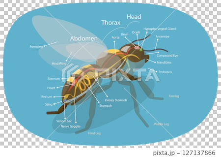 3D Isometric Flat  Illustration of Anatomy Of Bee, Educational Diagram 127137866