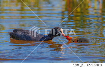 Eurasian coot - Fulica atra, feeding chick 127138091
