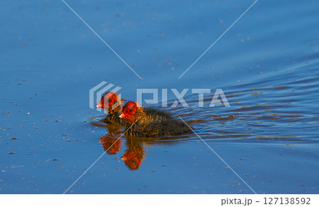 Eurasian coot - Fulica atra, two chicks Eurasian coot - Fulica atra, two chicks 127138592