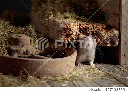 Rat in an old wooden barn. Rat in an old wooden barn. 127138726