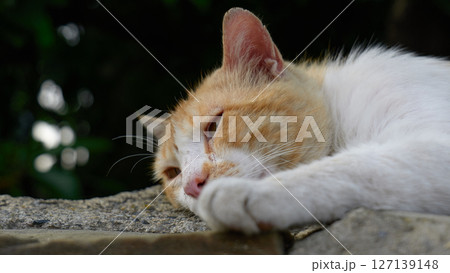 Cat resting on a stone surface. close up. High quality photo 127139148