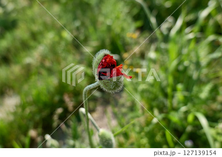 A poppy flower starts to open, showcasing bright red petals in nature. High quality photo A poppy flower starts to open, showcasing bright red petals in nature. High quality photo 127139154