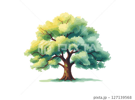 Sprawling tree with a lush crown. 127139568