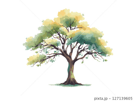 Sprawling tree with a lush crown. 127139605
