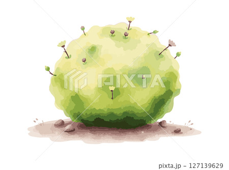Green bush watercolor vector illustration. 127139629