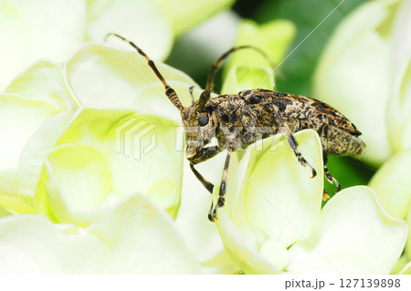 アジサイの花に止まるナガゴマフカミキリ 127139898