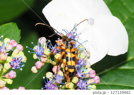 アジサイの花の上で交尾中のヨツスジハナカミキリ 127139982