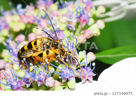 アジサイの花の上で交尾中のヨツスジハナカミキリ 127140075
