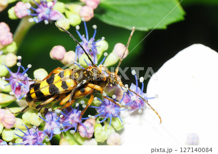 アジサイの花の上で交尾中のヨツスジハナカミキリ 127140084