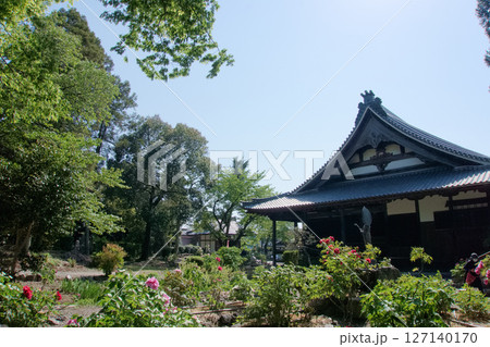 牡丹の寺院の本堂と青い空 牡丹の寺院の本堂と青い空 127140170