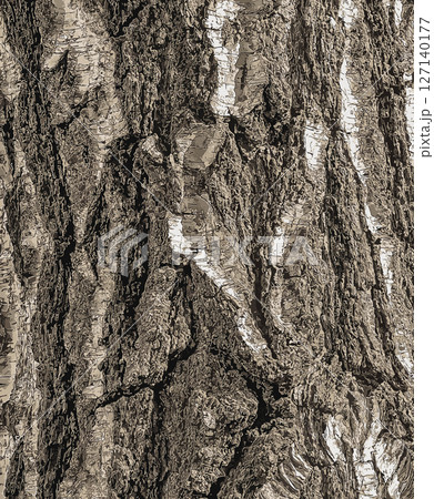 Vector illustration of Birch bark texture. Texture of the birch bark. Birch bark background. Birch tree trunk, Betula pendula 127140177