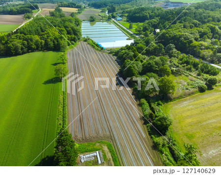 初夏の北海道厚沢部町で苗の移植を終えたカボチャ畑の風景を空撮 127140629