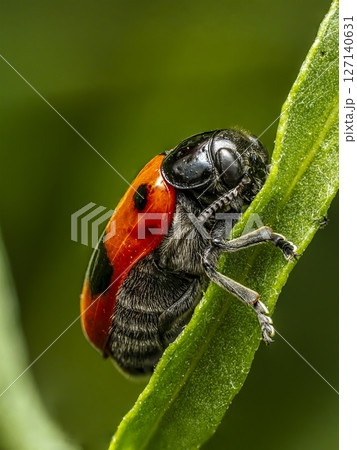 Ant bag beetle on a plant stem 127140631