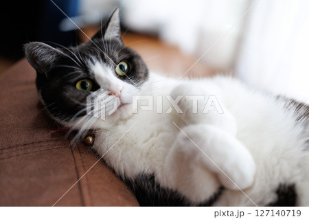 横になる猫 127140719