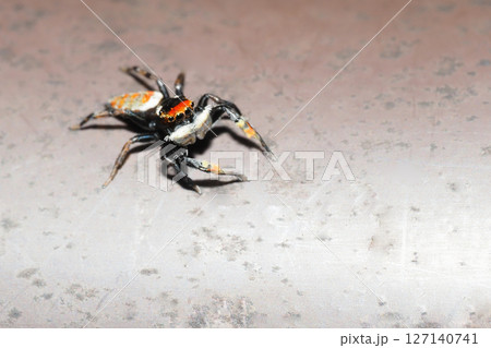 ヨダンハエトリ（オス） 127140741