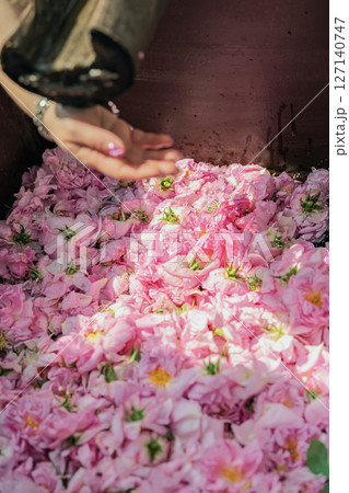 Hand reaching over tub of wet pink rose petals during harvesting process. Concept of rose petals, aroma production, floral texture and natural beauty Hand reaching over tub of wet pink rose petals during harvesting process. Concept of rose petals, aroma production, floral texture and natural beauty 127140747