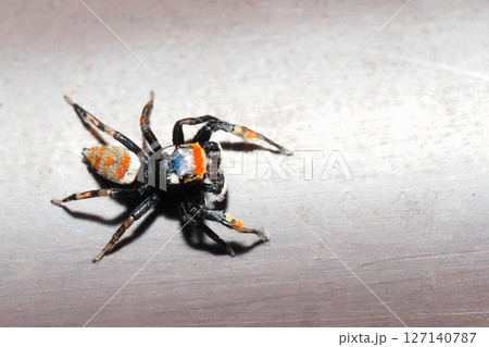 ヨダンハエトリ（オス） 127140787