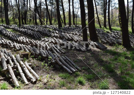 キノコの原木栽培 キノコの原木栽培 127140822