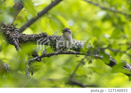 枝とまるニュウナイスズメ 127140855