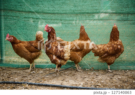 A group of brown chickens walking inside a barn with handmade green fence, reflecting the peaceful life of farm animals in a rustic setting 127140863