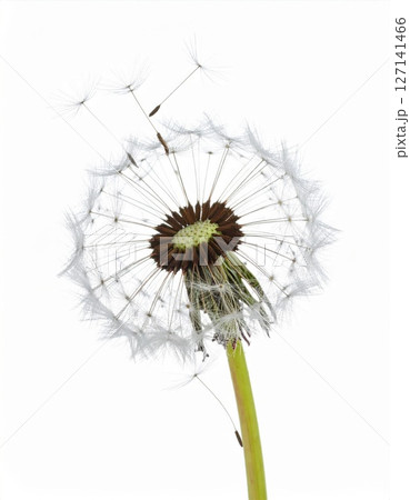 White Dandelion Seed Head Blowing in the Wind 127141466