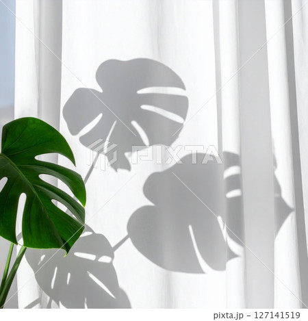 Monstera Leaf Shadow on White Curtain Monstera Leaf Shadow on White Curtain 127141519