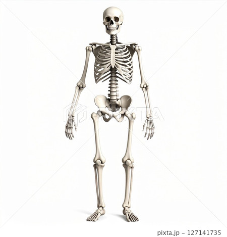 Detailed Human Skeleton 3D Rendering on White Background 127141735