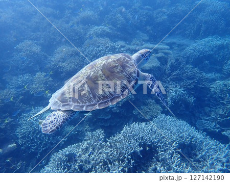 インドネシア　Geleang島の海亀 127142190