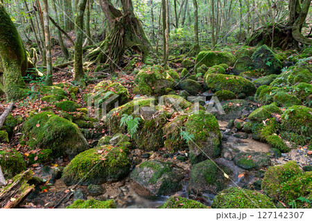 屋久島国立公園 苔が日本一きれいな沢(秋 屋久島国立公園 苔が日本一きれいな沢(秋 127142307